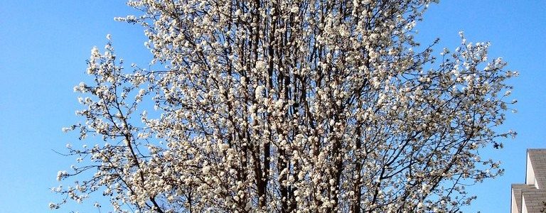 How Fast Do Bradford Pear Trees Grow