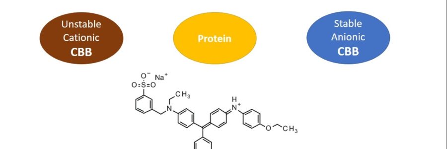 How Bradford Reagent Works